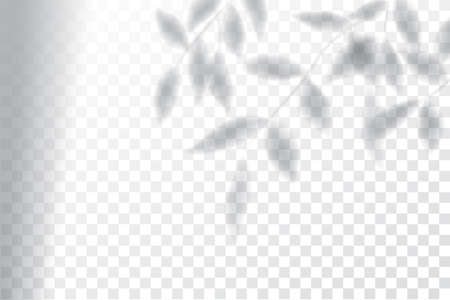 Shadow, overlay effects mock up, window frame and leaf of plants, natural light, vector illustrationのイラスト素材