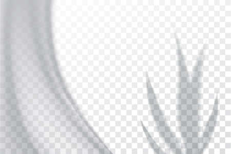 Shadow, overlay effects mock up, window frame and leaf of plants, natural light, vector illustrationのイラスト素材