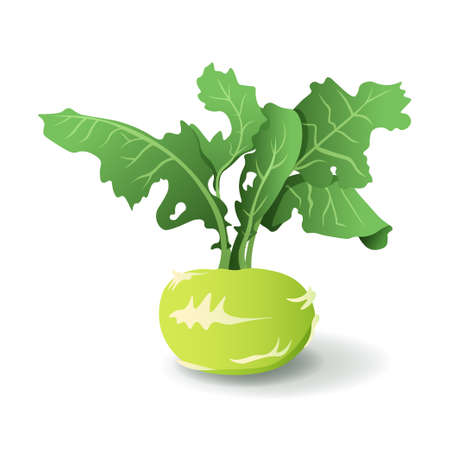 Kale turnip with leaves, isolated on white background. Organic kohlrabi cabbage. Tasty cruciferous vegetable cartoon vector illustration.のイラスト素材