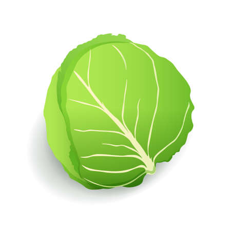 Green cabbage icon isolated, fresh farm organic healthy food, vegetable, vector illustrationのイラスト素材