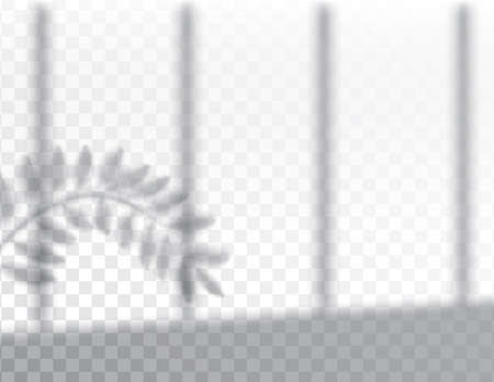 Shadow, overlay effects mock up, window frame and leaf of plants, natural light, vector illustrationのイラスト素材