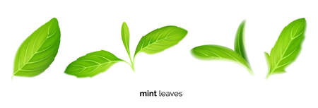Realistic fresh mint tea green leaves on white background, tea and herbのイラスト素材