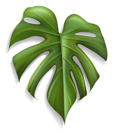Single Tropical Leaf Monstera Plant isolated on white background, Vector illustrationのイラスト素材