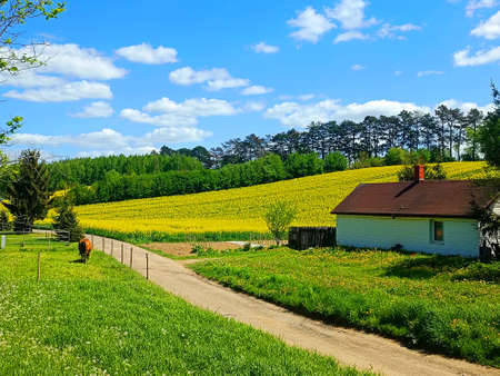 Polish rural road, yellow rapeseed, canola or colza field and horse farm in the summer, landscape. Lublin, Stasin, Polandの写真素材