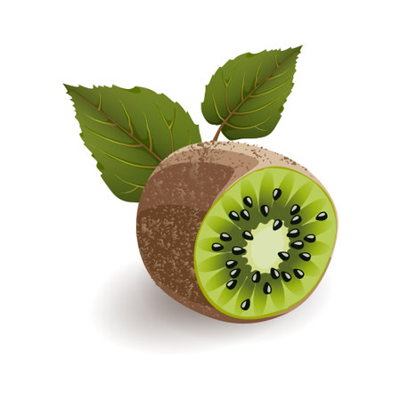 Sliced kiwi with kiwi leaves isolated on white background, realistic vector illustrationのイラスト素材