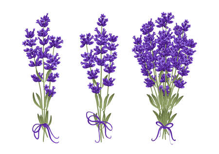 Bouquet of lavender flowers. Vector illustrationのイラスト素材