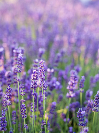 Lavender bushes closeup on sunset. Sunset gleam over purple flowers of lavender. Bushes on the center of the picture and sun on the left. Provence region of france.の写真素材