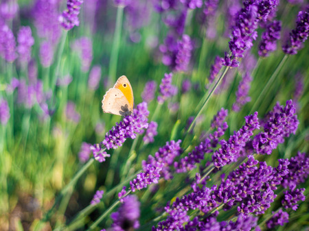 Lavender bushes closeup on sunset. Sunset gleam over purple flowers of lavender. Bushes on the...