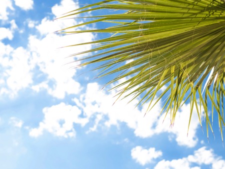 Closeup on green palm leaves border isolated on sky background, fresh exotic tree foliage, paradise beach, summer vacation and holiday conceptの写真素材