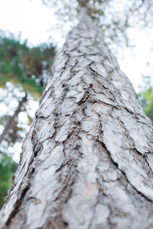 tall pine trees against the sky, nature background