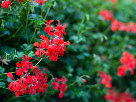 Beautiful red hybrid ivy-leaf geranium flowers Pelargonium peltatum on flowerbed. Pelargonium...