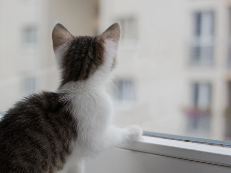 Closeup picture of a cute kitten looking through the windowの写真素材