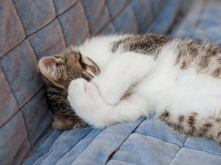 Small kitten sleeping with paws covering the muzzle on the sofaの写真素材