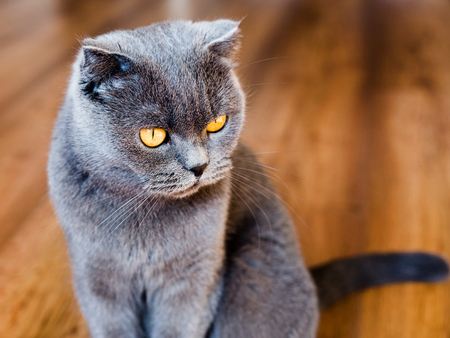 Young British cat on the floor, tomcat sitting on parquet floorの写真素材
