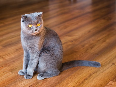 Young British cat on the floor, tomcat sitting on parquet floorの写真素材