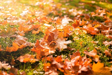 Golden morning sun rays on green grass in autumn. Beautiful nature background. Fallen autumn leaves...