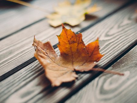 colorful fall maple leaves on rustic wooden tableの写真素材