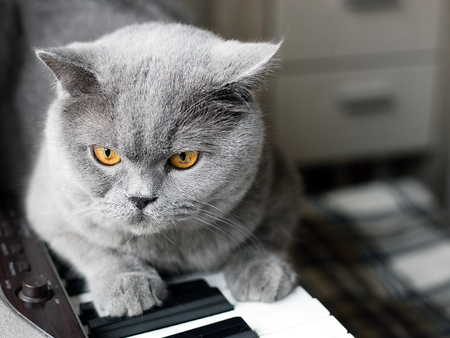 beautiful British gray cat sits on the keys of a piano, close-up portrait, large yellow eyesの写真素材