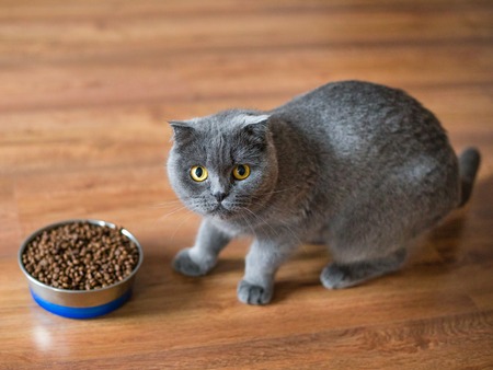 Adorable british cat near bowl with food at homeの写真素材