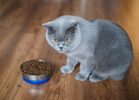 Adorable british cat near bowl with food at homeの写真素材