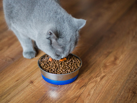 Close up of a beautiful British cat eating from his bowlの写真素材