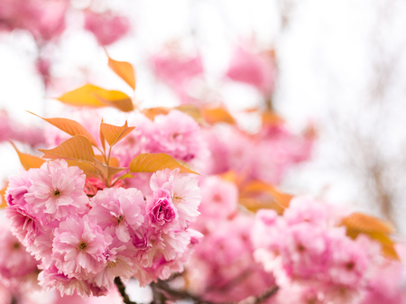 Beautiful cherry blossom sakura in spring time on nature backgroundの写真素材