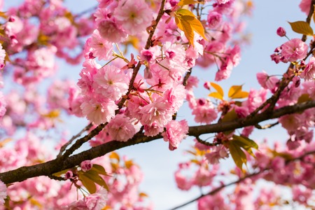 Beautiful cherry blossom sakura in spring time on nature background
