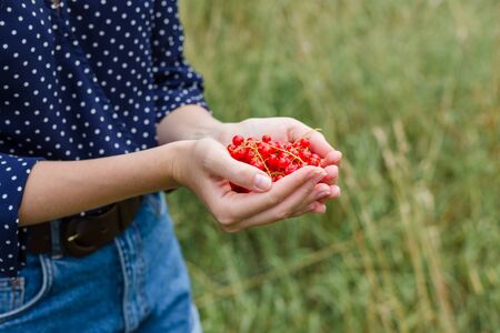 Hands holding fresh berries, Ripe red currant, juicy fruitの写真素材
