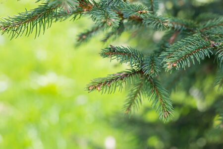 Fir tree brunch in the forest close up. Natural background.