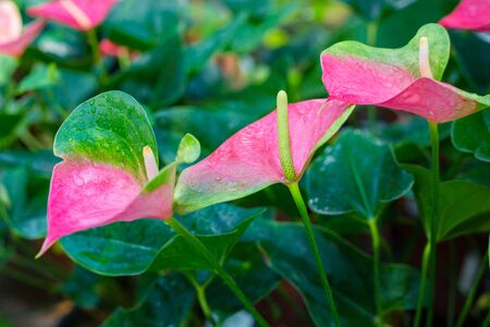 Field of a pink peace lily, Spathiphyllum Mauna loa. Nature conceptの写真素材