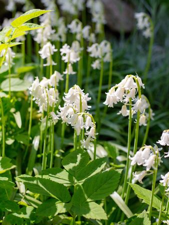 Lily of the valley, Convallaria majalis blooming in the spring forest. Nature concept.の写真素材