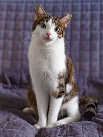 Relaxed domestic cat on the sofa at home, indoor. Cope space. Adopt catの写真素材