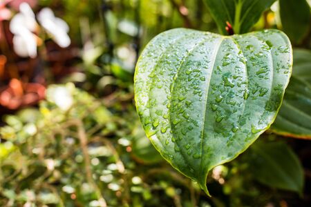 Close up of tropical calla lilly leaves, Leaf botanical background. Green leafy wallpaper.