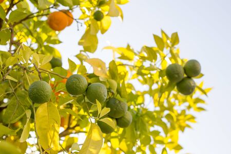 Green and orange Citrus aurantium. Close-up of green citrus fruit, natural background. Nature concept. Oranges in greenery on tree branchesの写真素材