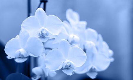 Orchid isolated on blurred background. Soft lovely flowers are seen in an artistic composition, Phalaenopsis flower, Image monochrome toned. Color of the year. Beautiful blue background for design.の写真素材