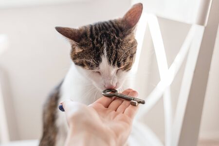 Gray cat sits on a chair, a female hand holds out a key to him. Key to new homeの写真素材