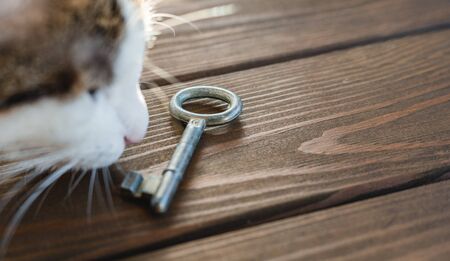 Cat relax with ancient key. The concept of buying a new home. Wood background