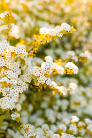 Beautiful blooming Vanhoutte Spirea, Small white flowers in sumptuous clusters. Tree with White Little Blossoms, bright nature backgroundの写真素材