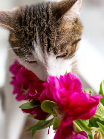 Cat sits on a windowsill near bouquet of pink peonies, funny animalの写真素材