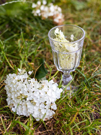 Hortensia plant with glass, wedding concept, Web banner, nature backgroundの写真素材