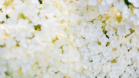 White hydrangea flower with solf light. Web banner, nature background. Flowering hortensia plantの写真素材