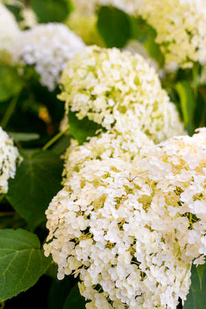 Flowers blossom on sunny day. Flowering hortensia plant. White Hydrangea macrophylla blooming in...