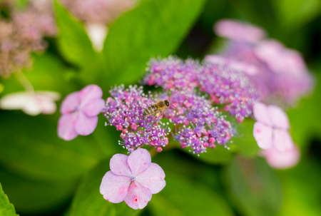 Flowers blossom on sunny day. Flowering hortensia plant. Hydrangea macrophylla blooming in spring...