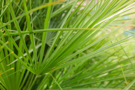 Tropical Palm leaves in the garden, Green leaves of tropical forest plant for nature pattern