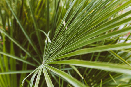 Tropical Palm leaves in the garden, Green leaves of tropical forest plant for nature pattern