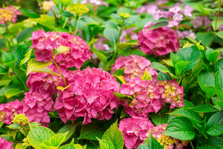 Flowers blossom on sunny day. Flowering hortensia plant. Pink Hydrangea macrophylla blooming in spring and summer in a garden.の写真素材