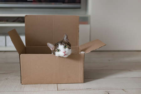 European cat in a delivery box. The concept of buying a new home or relocation. Pet sitting in a...