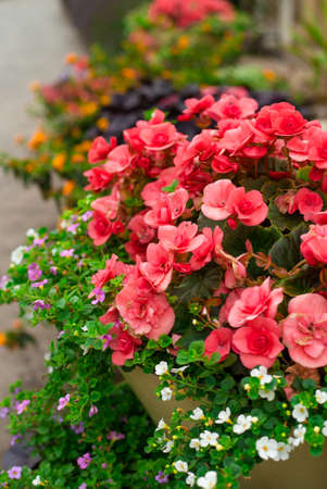 Beautiful garden with blooming plants. Flowerbed with red and white flowersの素材 [FY310156102345]