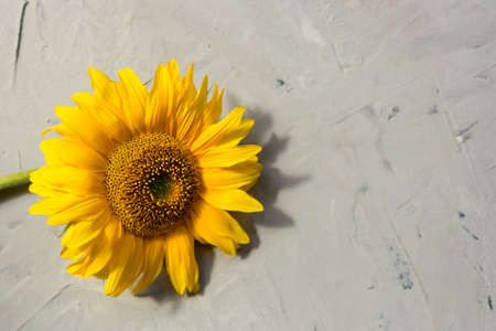 Sunflower on a gray background. Copy space, Flat lay, Top view. Autumn or summer concept, harvest time, agriculture.の写真素材