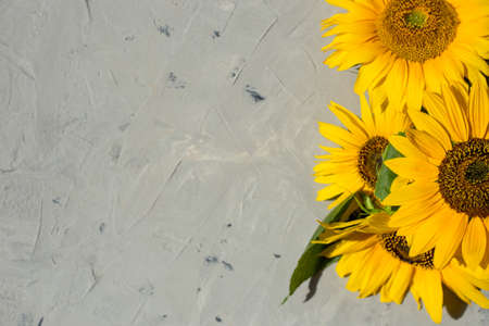 Sunflowers on a gray background. Copy space, Flat lay, Top view. Autumn or summer concept, harvest time, agriculture.の写真素材